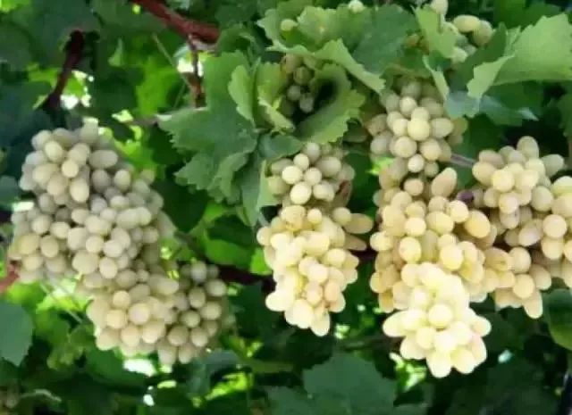 葡萄里含有哪些营养素,葡萄都有什么营养