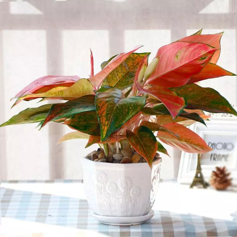 吸甲醛最快最有效的植物排名第一,吸甲醛最快最有效的植物排名