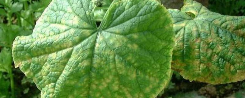 黄瓜叶子发黄长斑点用什么药,黄瓜叶子有黄斑点怎么办打什么药
