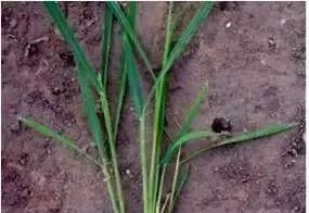 乙莠玉米苗前专用封闭除草剂,玉米封闭除草剂药害怎么缓解