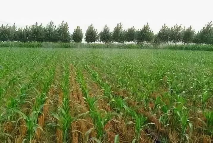 乙莠玉米苗前专用封闭除草剂,玉米封闭除草剂药害怎么缓解