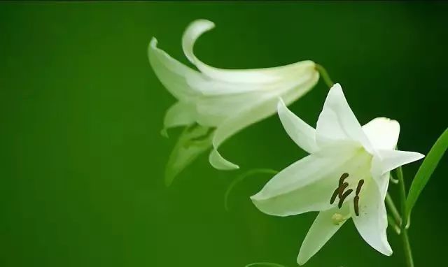 冬夜美文欣赏,精彩美文阅读