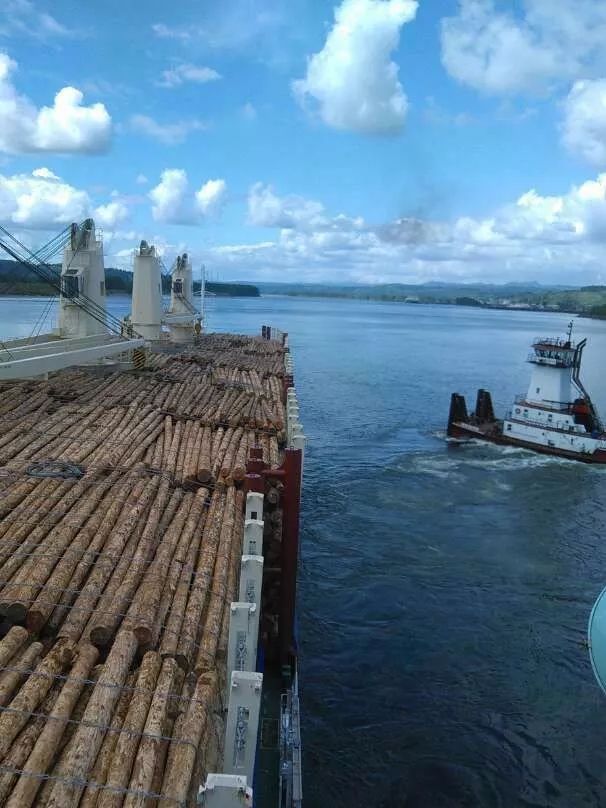 木材科普知识大全,木材海运怎么计费