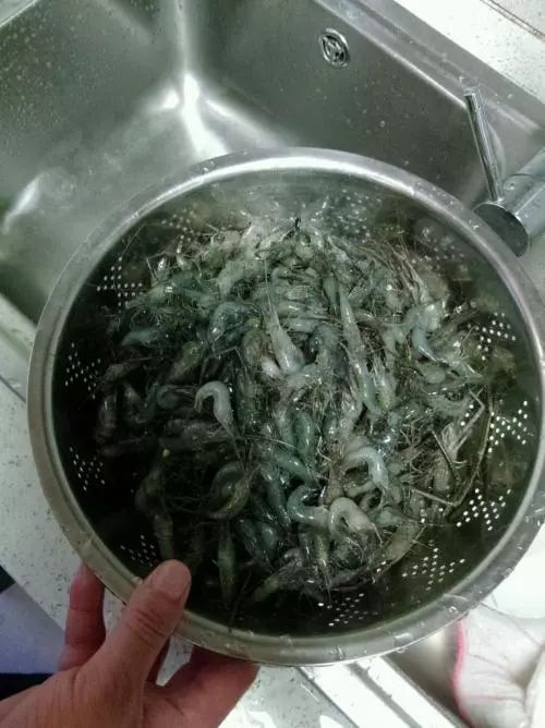 被虾刺破手了会导致什么病,被大虾刺破手指有危险吗