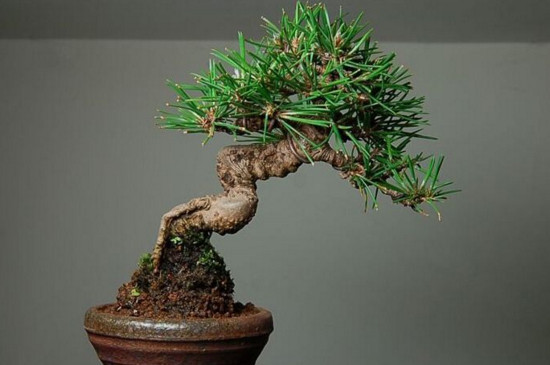 黑松盆景怎么养才能长出来 (黑松盆景基础养护技巧)