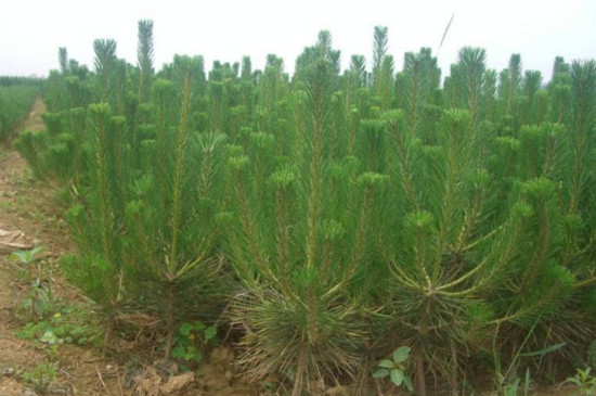 黑松盆景怎么养才能长出来 (黑松盆景基础养护技巧)