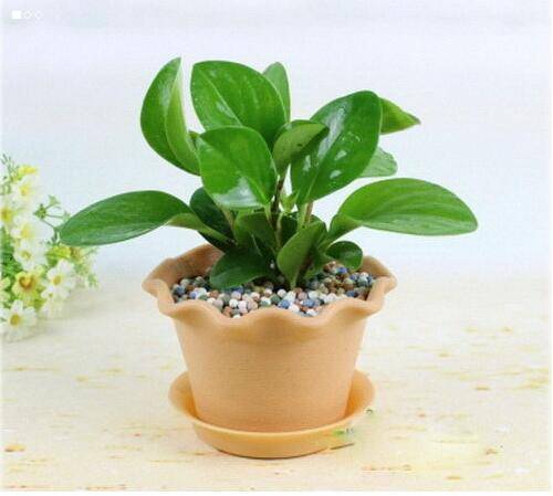 碧玉的养殖方法及其关注事项,碧玉莲的养殖方法和关注事项盆栽