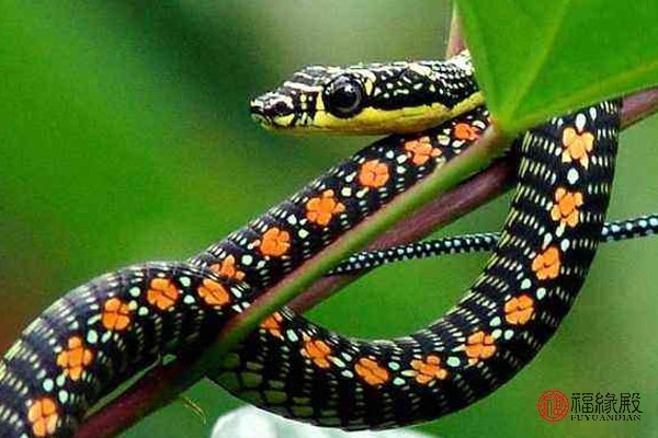 婚配属相蛇配蛇好不好,属相蛇跟属相蛇相配吗