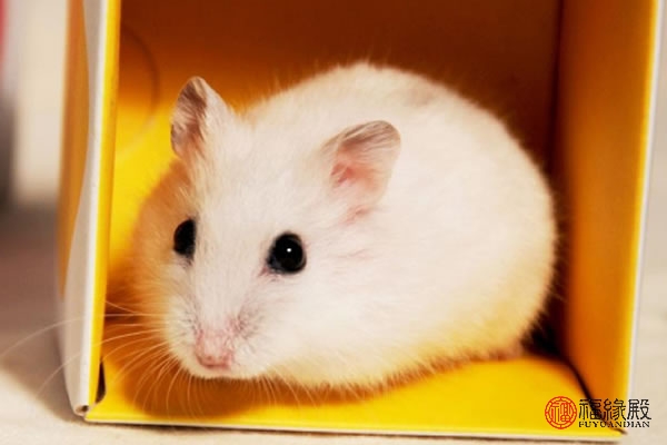 属鼠今年的婚姻怎么样,96属鼠女今年的婚姻