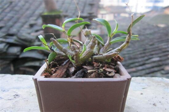 石斛兰开花时如何管理,石斛兰开败后怎么快速再开花