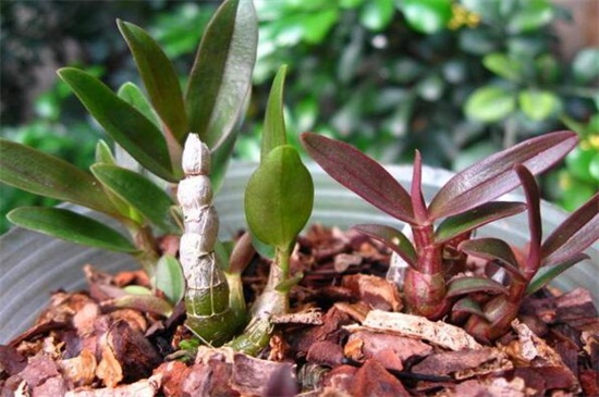 石斛兰开花时如何管理,石斛兰开败后怎么快速再开花