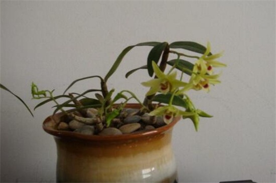 石斛兰开花时如何管理,石斛兰开败后怎么快速再开花