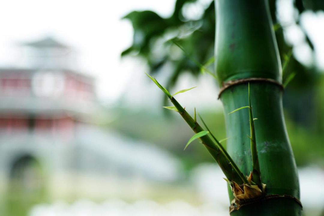 这个夏天，一起来狮山公园观竹赏荷吧！