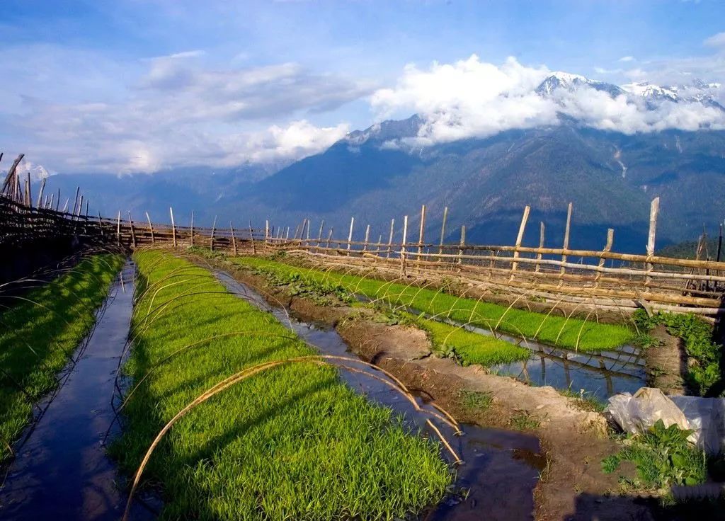 化肥为什么被称为“土地*片鸦**”？真相曝光了