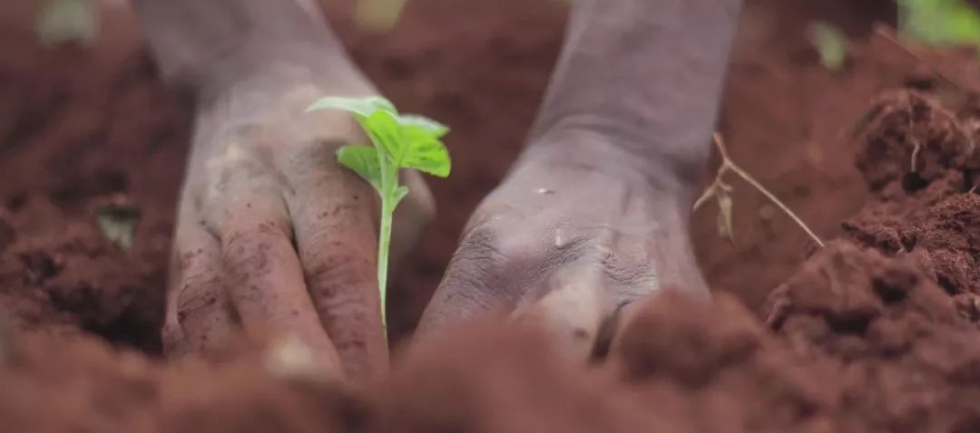 化肥为什么被称为“土地*片鸦**”？真相曝光了