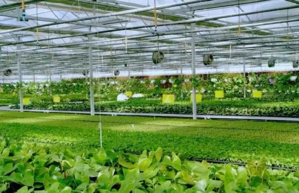 化肥为什么被称为“土地*片鸦**”？真相曝光了