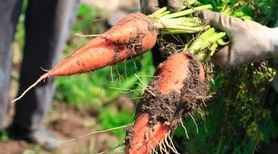 化肥为什么被称为“土地*片鸦**”？真相曝光了