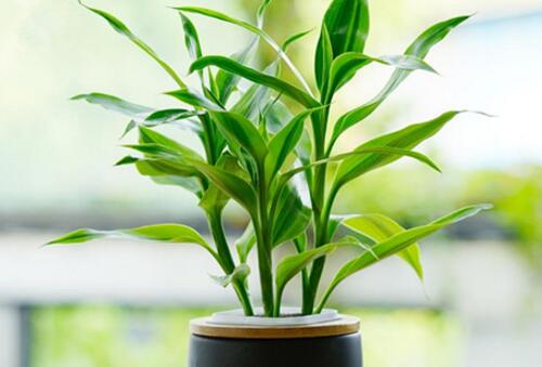富贵竹怎么养才能长根,富贵竹怎么养才能快速长根
