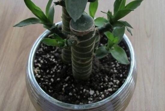 富贵竹怎么养才能长根,富贵竹怎么养才能快速长根