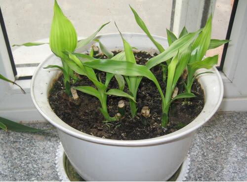 富贵竹怎么养才能长根,富贵竹怎么养才能快速长根