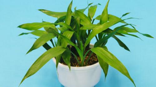 富贵竹怎么养才能长根,富贵竹怎么养才能快速长根