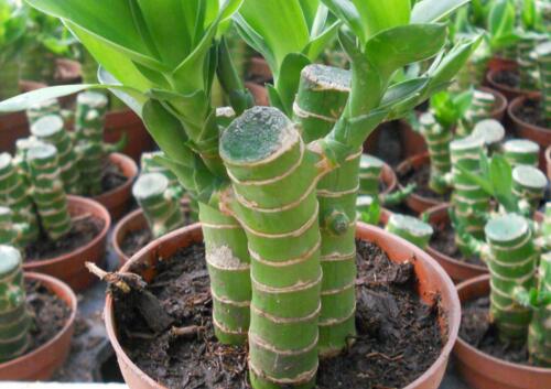 富贵竹怎么养才能长根,富贵竹怎么养才能快速长根