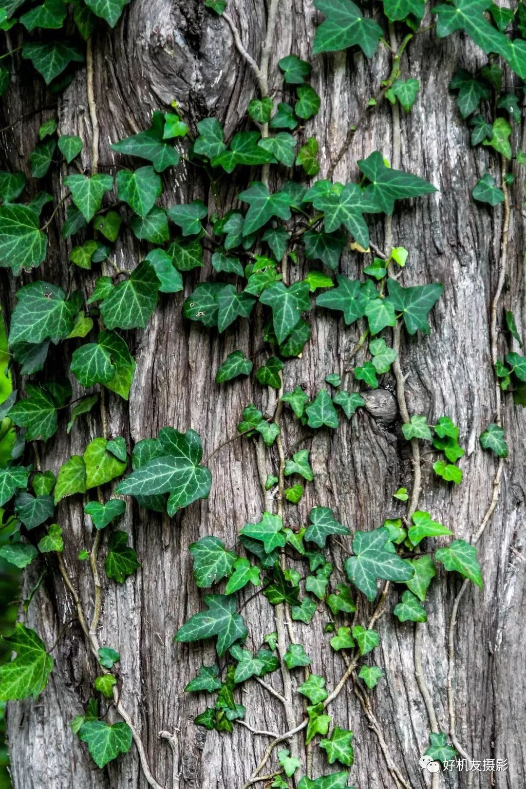 拍出的效果没有实物效果,拍出质感照片