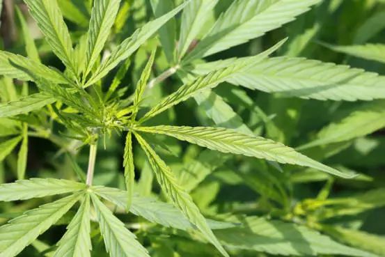 46项专利的汉麻袜，7天不洗也不臭，99.9%高效抑菌，秒速排汗-5℃