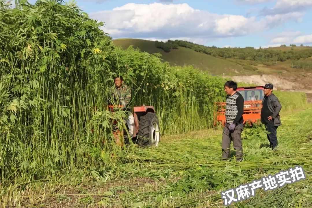 46项专利的汉麻袜，7天不洗也不臭，99.9%高效抑菌，秒速排汗-5℃