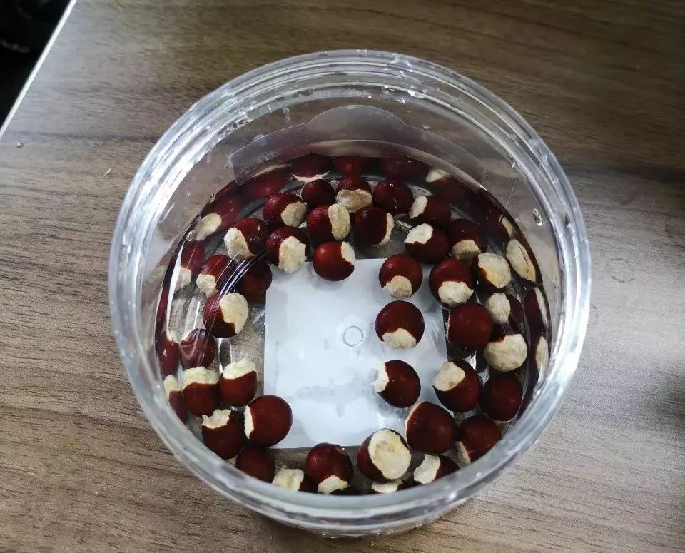 龙眼种子放在土里几天出芽,龙眼种子放水里能种出来吗