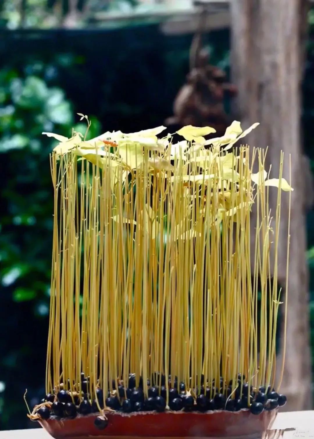 龙眼种子放在土里几天出芽,龙眼种子放水里能种出来吗