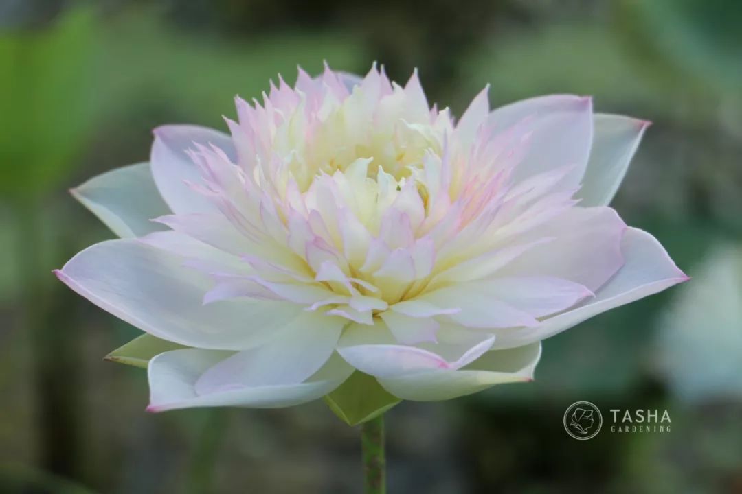 碗莲出现黑叶烂叶怎么办,碗莲种藕僵苗了怎么办