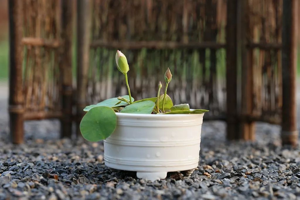 碗莲出现黑叶烂叶怎么办,碗莲种藕僵苗了怎么办