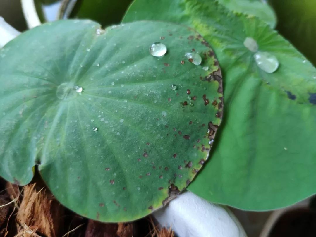 碗莲出现黑叶烂叶怎么办,碗莲种藕僵苗了怎么办