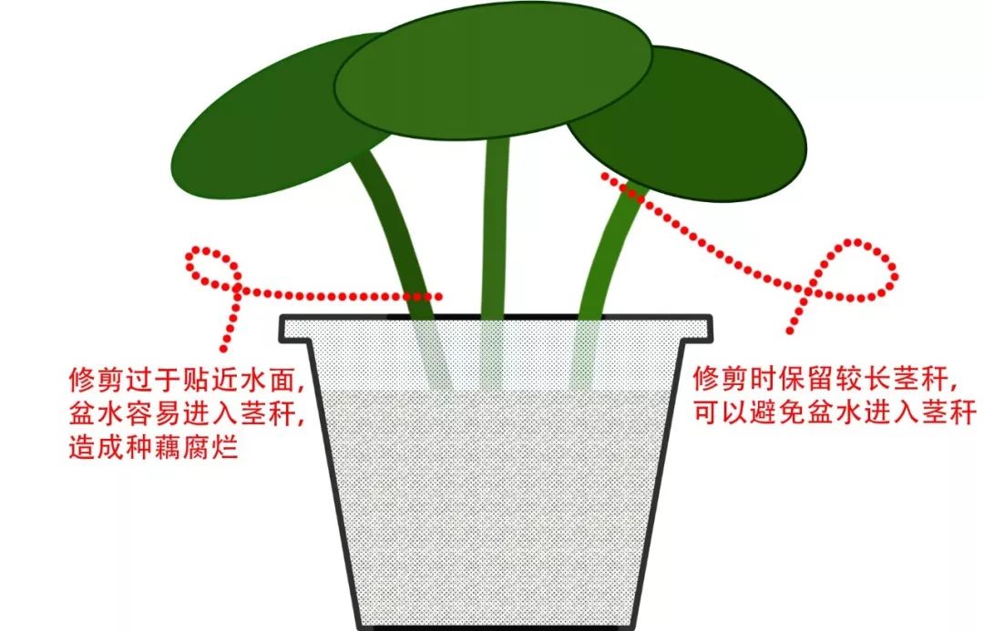 碗莲出现黑叶烂叶怎么办,碗莲种藕僵苗了怎么办