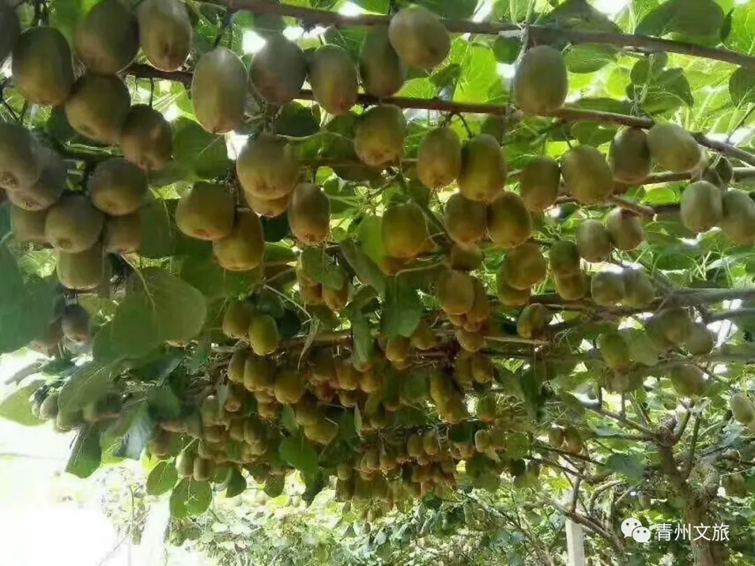 在青州买的特产,青州一日游必买景点