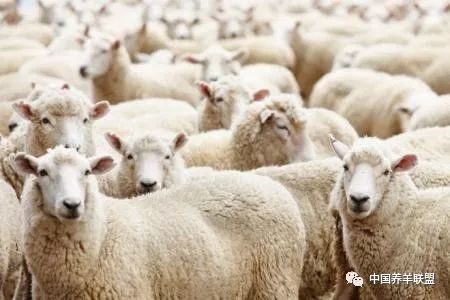 养羊技术养羊饲料配方,养羊技术大全视频