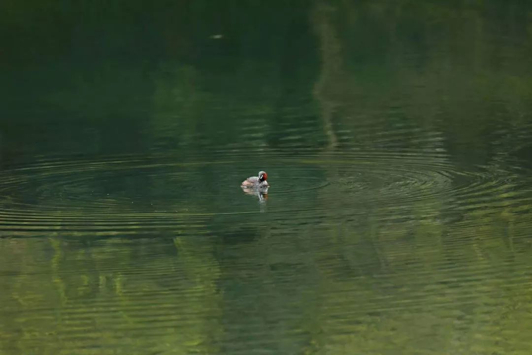跟随杭州“自然大咖”的步伐，开启西湖秘境之旅！5天4夜，探索鲜为人知的寂静之地