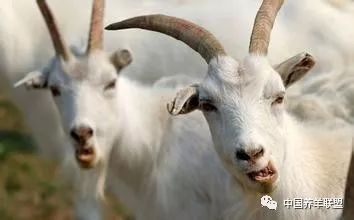 养羊没草喂什么,养羊没地方放牧行吗