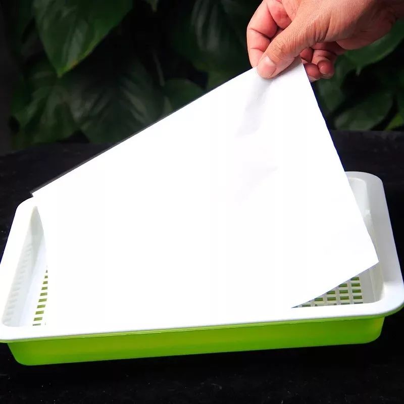 纸上种菜新手步骤,纸上种菜种子浸泡方法