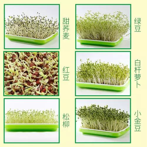 纸上种菜新手步骤,纸上种菜种子浸泡方法