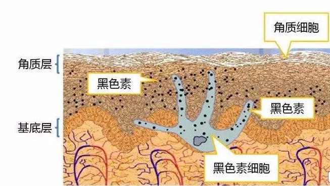 晒后急救小妙招自制面膜,晒后急救处理方法