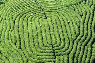 九华山德懋堂度假村,德懋堂度假村风景