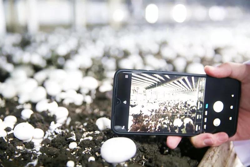 九原区乡村振兴,乡村振兴展现美丽风貌