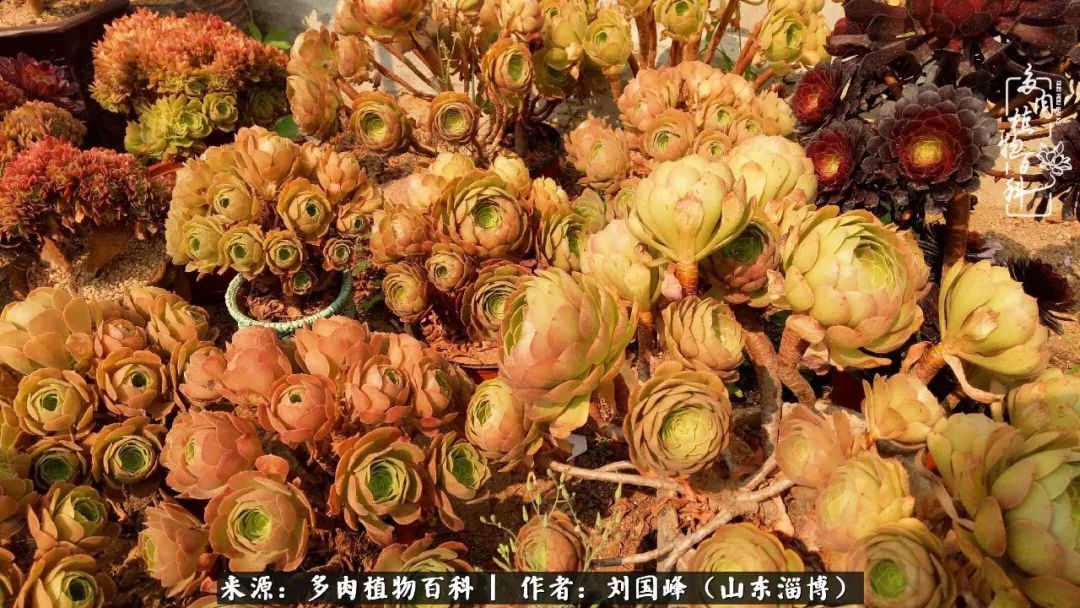 高温天气怎么养护多肉花,新手夏天养多肉5个保命秘籍