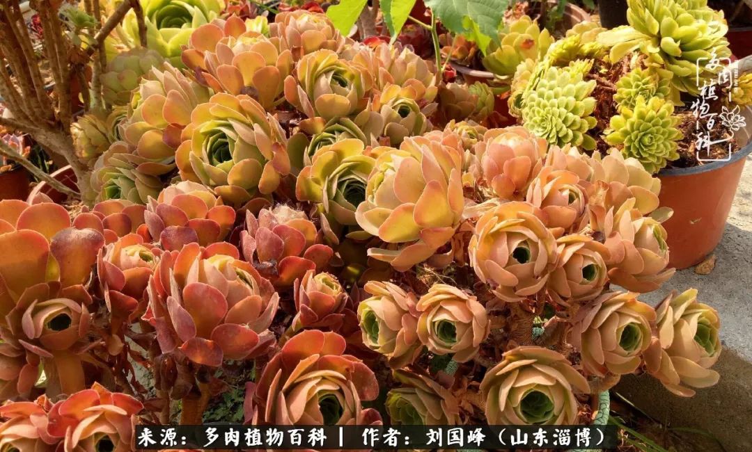 高温天气怎么养护多肉花,新手夏天养多肉5个保命秘籍