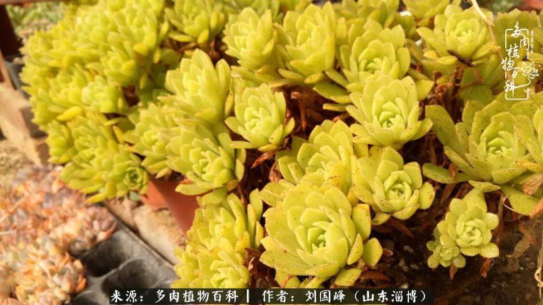 高温天气怎么养护多肉花,新手夏天养多肉5个保命秘籍