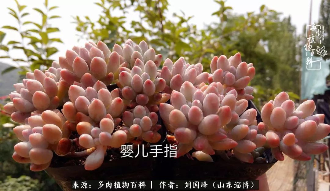 高温天气怎么养护多肉花,新手夏天养多肉5个保命秘籍