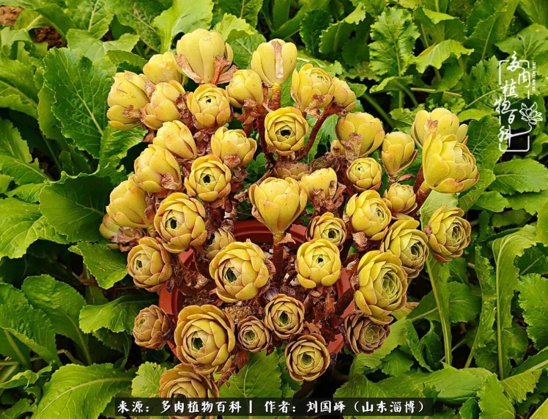 高温天气怎么养护多肉花,新手夏天养多肉5个保命秘籍