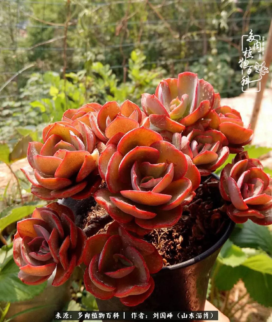 高温天气怎么养护多肉花,新手夏天养多肉5个保命秘籍